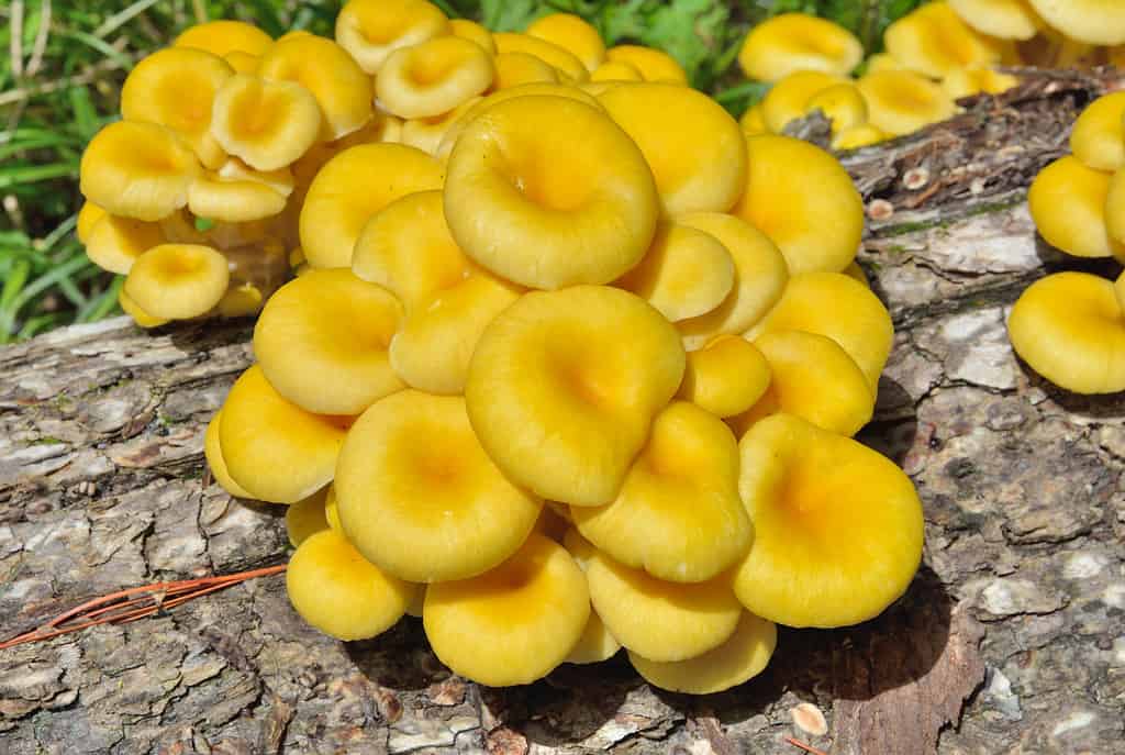 Pleurotus citrinopileatus fungo di ostrica dorata
