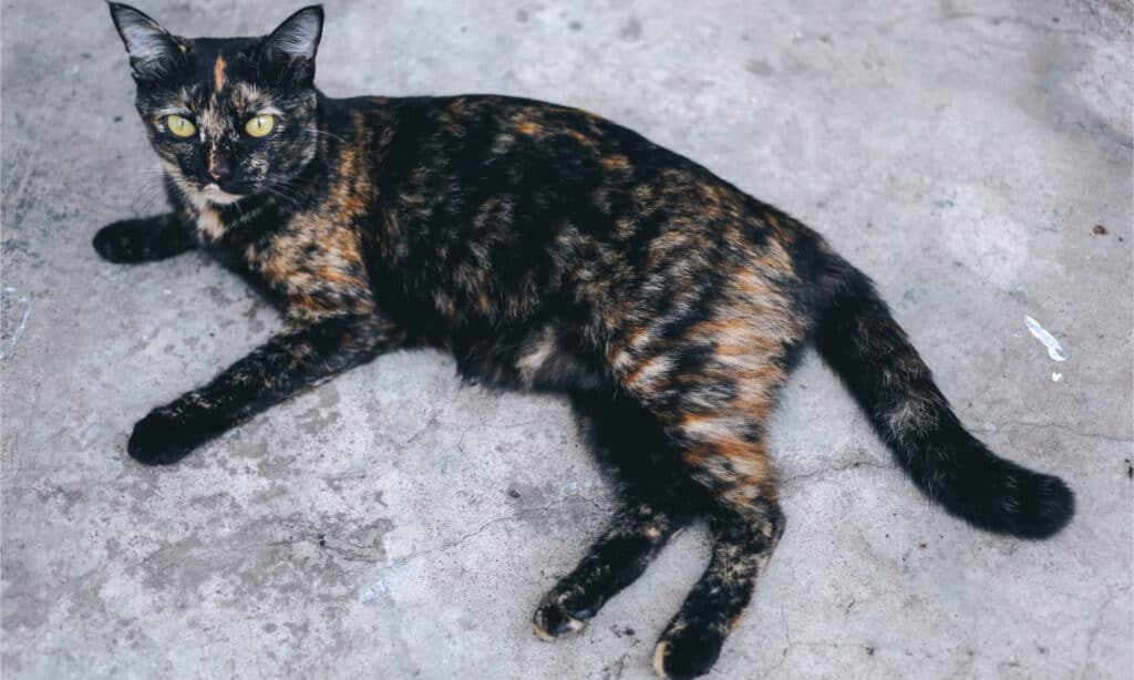 marsupio primordiale cat