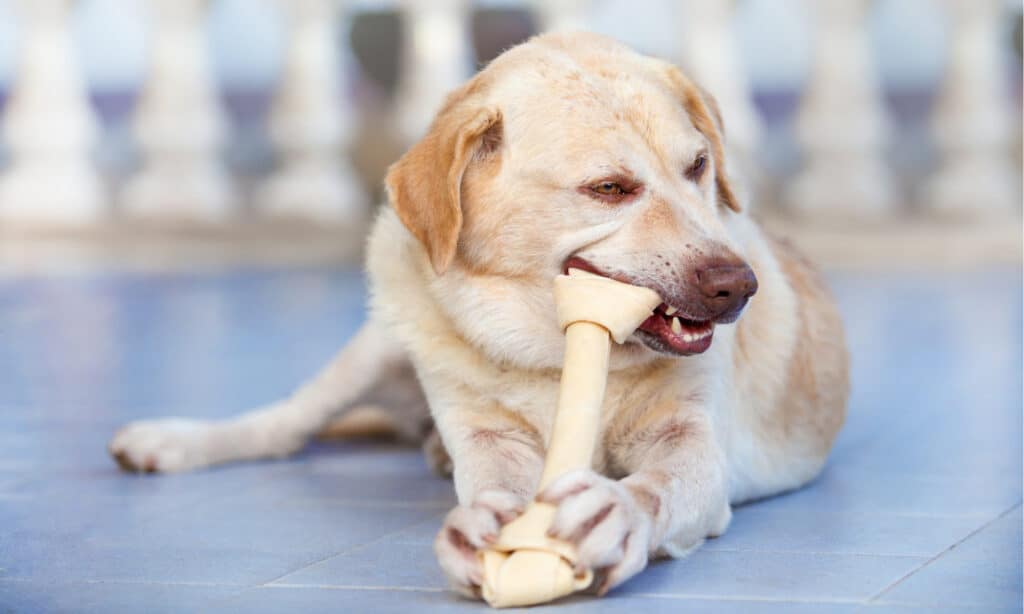 la pelle grezza fa male ai cani