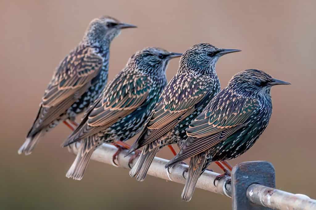 STORNO COMUNE IN POSIZIONE SU UNA BARRA DI METALLO