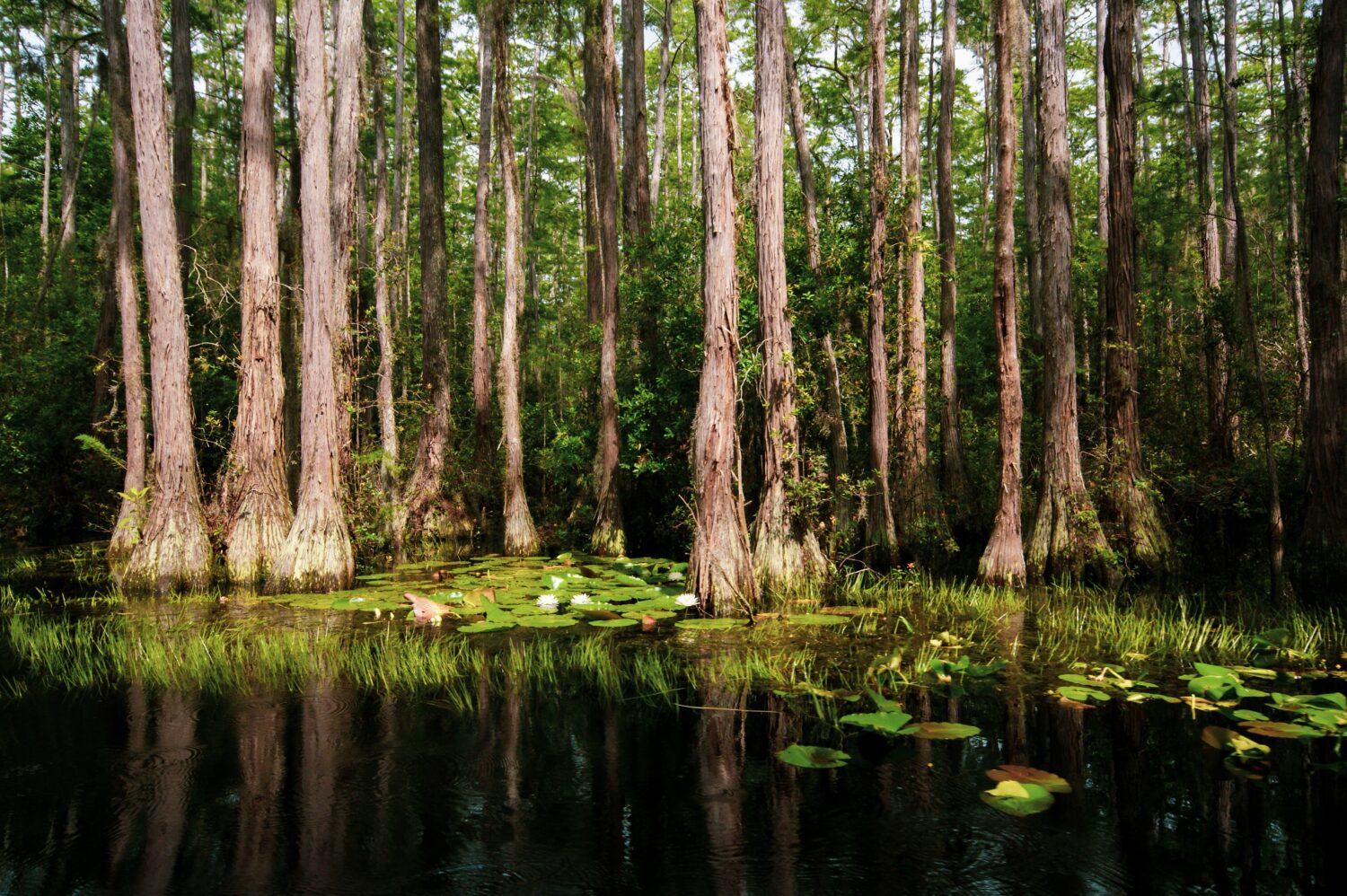 Paesaggio nella palude di Okefenokee con alberi di cipresso calvo (Taxodium distichum), Georgia, Stati Uniti