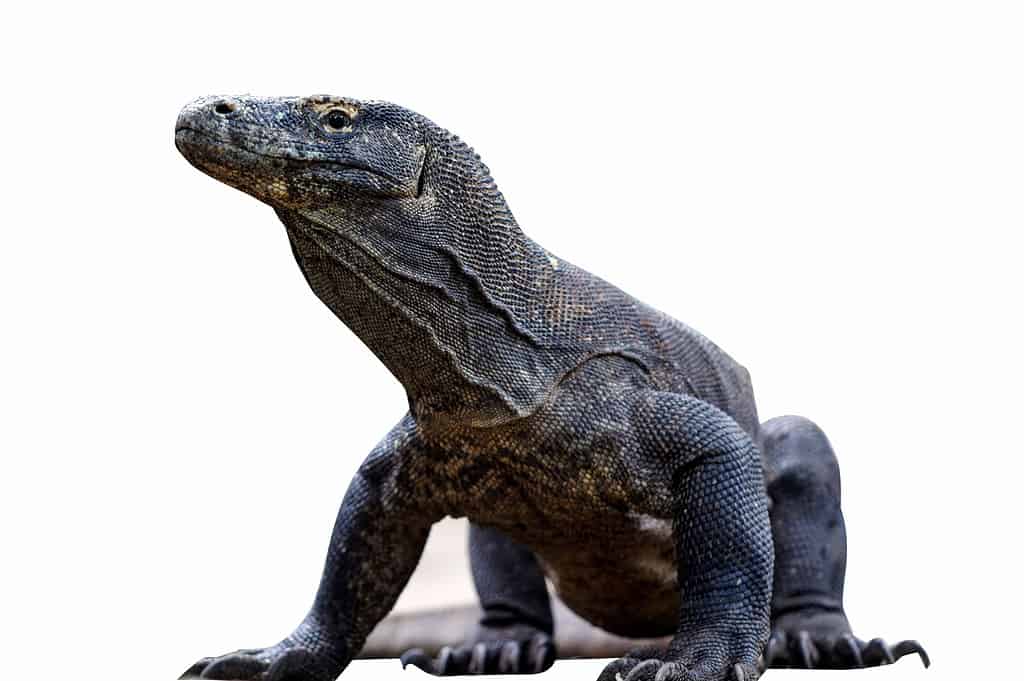 Drago di Komodo, Tagliato fuori, Fauna selvatica, Asia, Etnie asiatiche e indiane
