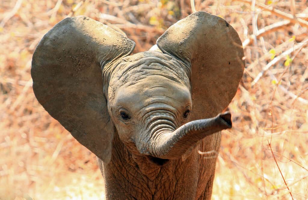 cucciolo di elefante