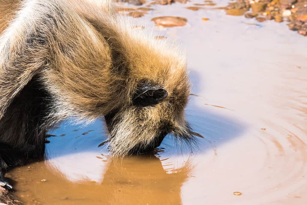 Il langur grigio accovacciato beve acqua