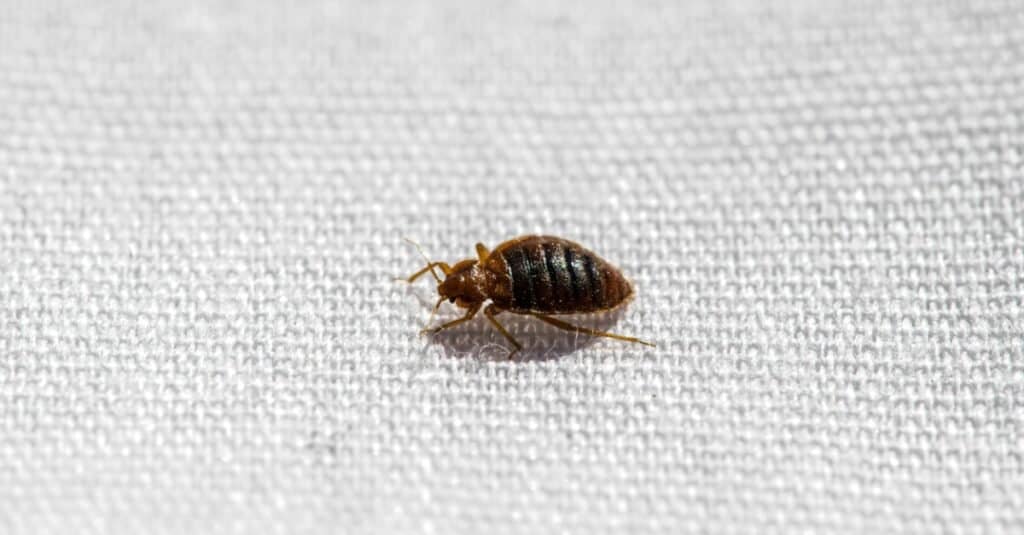 cimice sul materasso