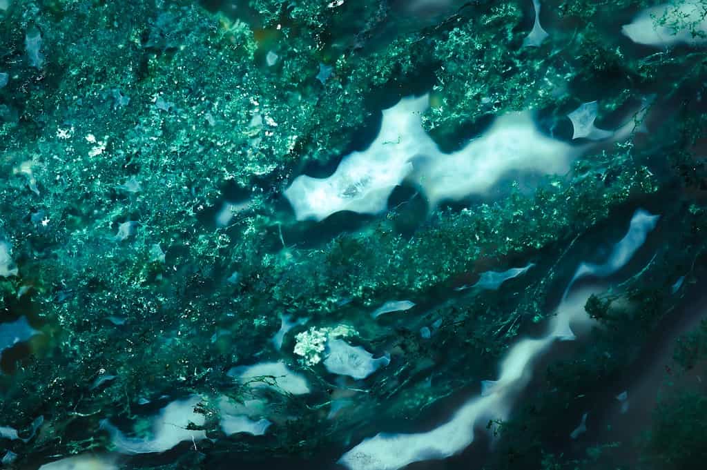 Agata muschiata verde