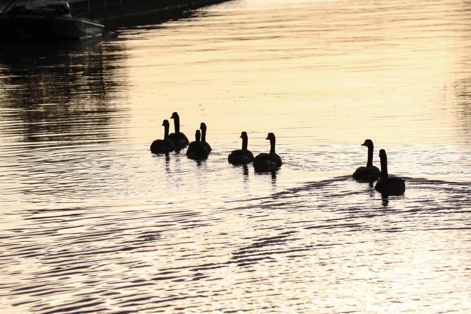 Oche su Indian Lake in Ohio