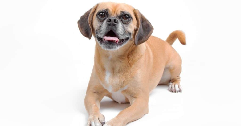 Puggle isolato su sfondo bianco