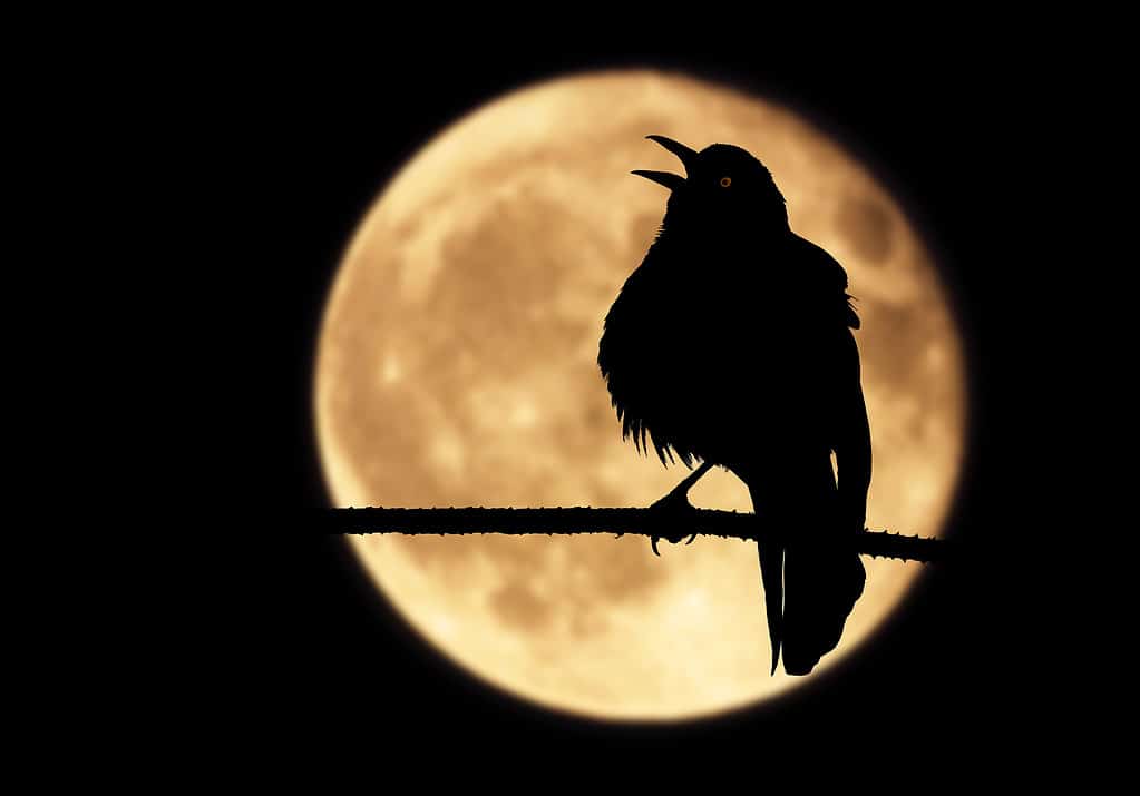 uccelli che cantano di notte