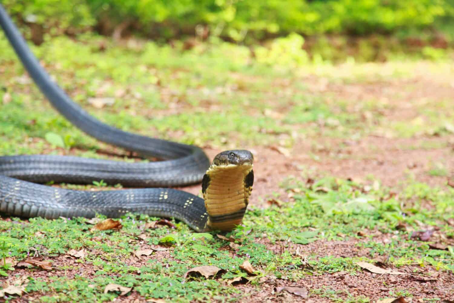 King cobra, Ophiophagus hannah è una specie di serpente velenoso di elapidi endemica delle giungle nel sud e nel sud-est asiatico, goa india 