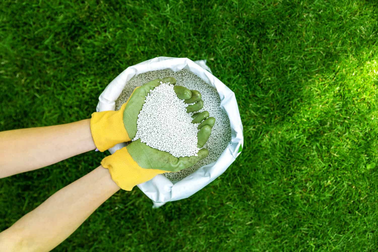 nutrire il prato con fertilizzante granulare per un'erba verde perfetta