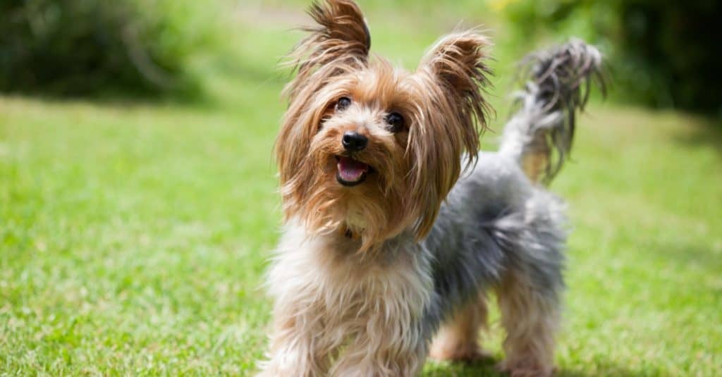 Yorkshire Terrier 