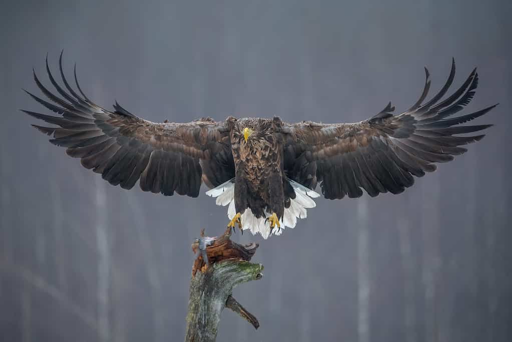 Aquila dalla coda bianca