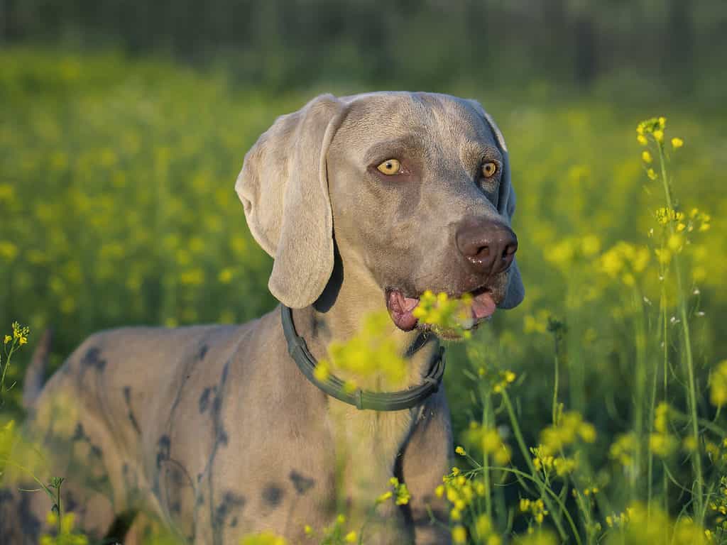 Campo agricolo, Animale, Parte del corpo animale, Testa di animale, Canide