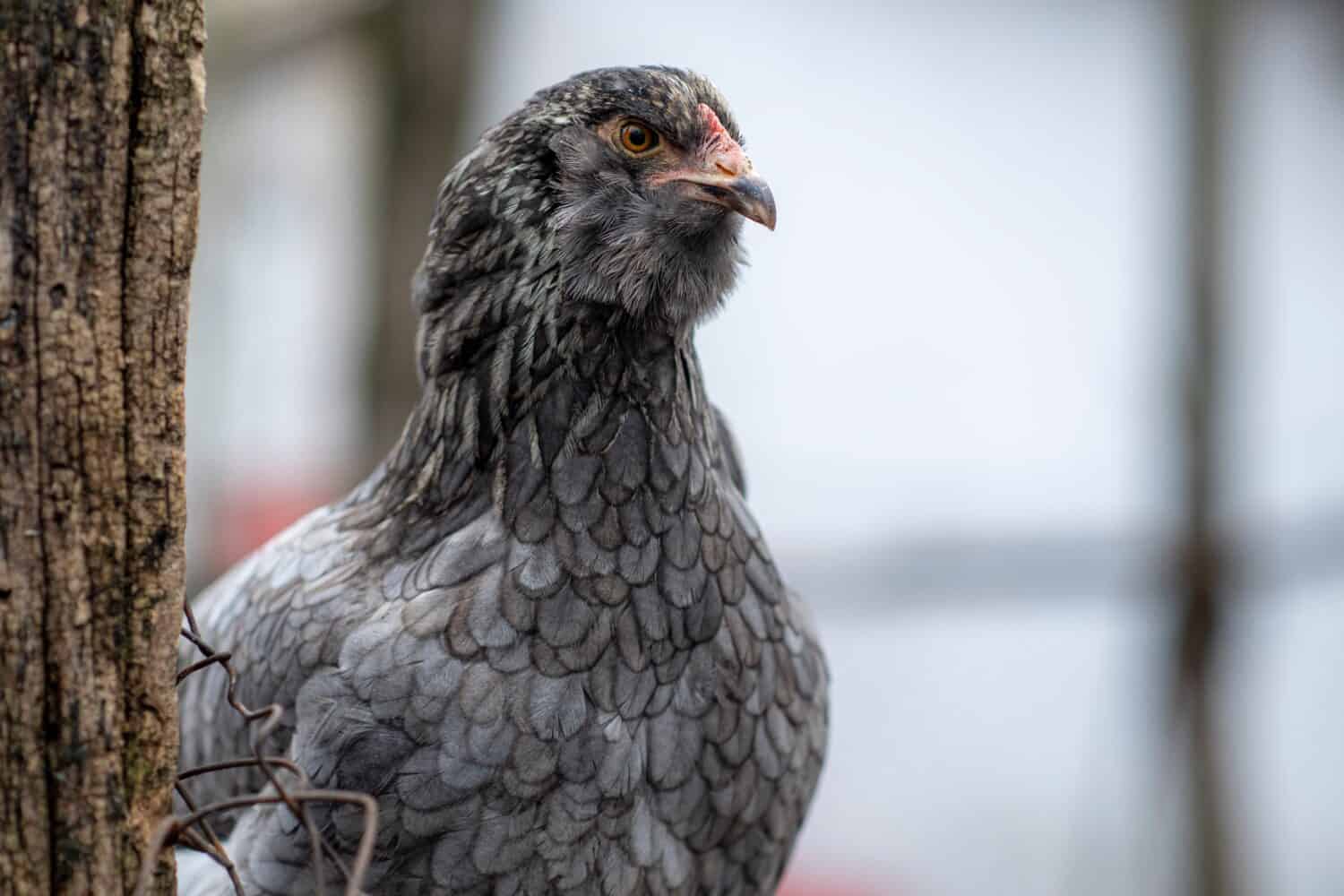 Pollo araucana blu in una fattoria
