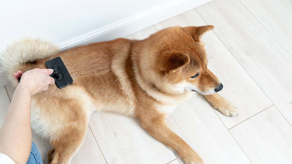 Cane Shiba Inu che viene spazzolato