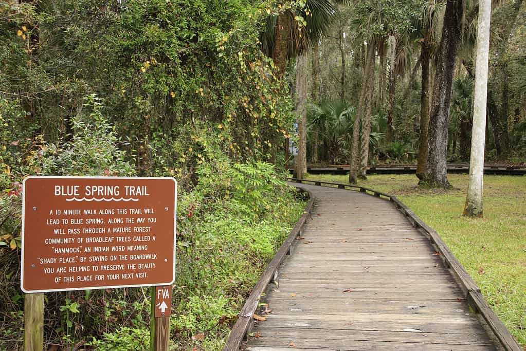 Parco statale di Blue Springs in Florida