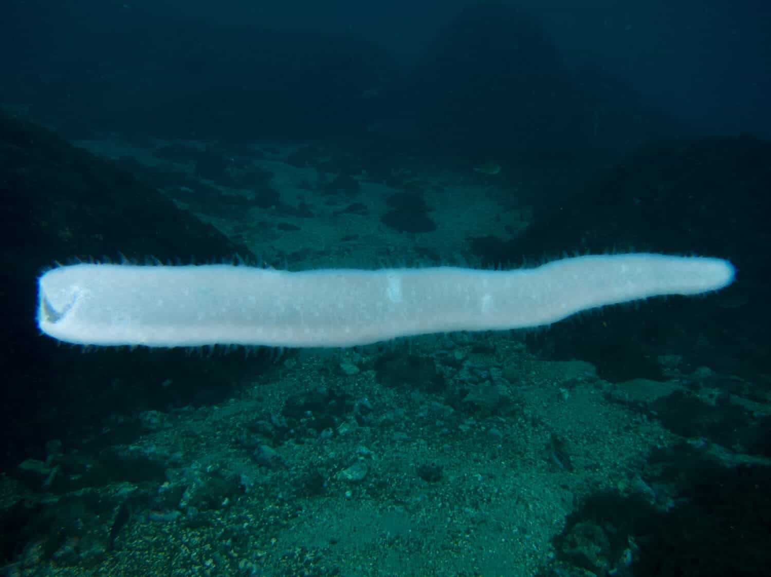 Pyrosome nelle Azzorre.Terceira, Azzorre, Portogallo.
