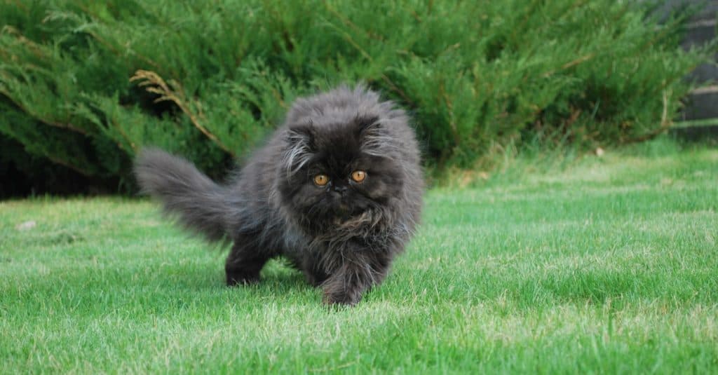 Un gatto persiano nero che gioca fuori sull'erba
