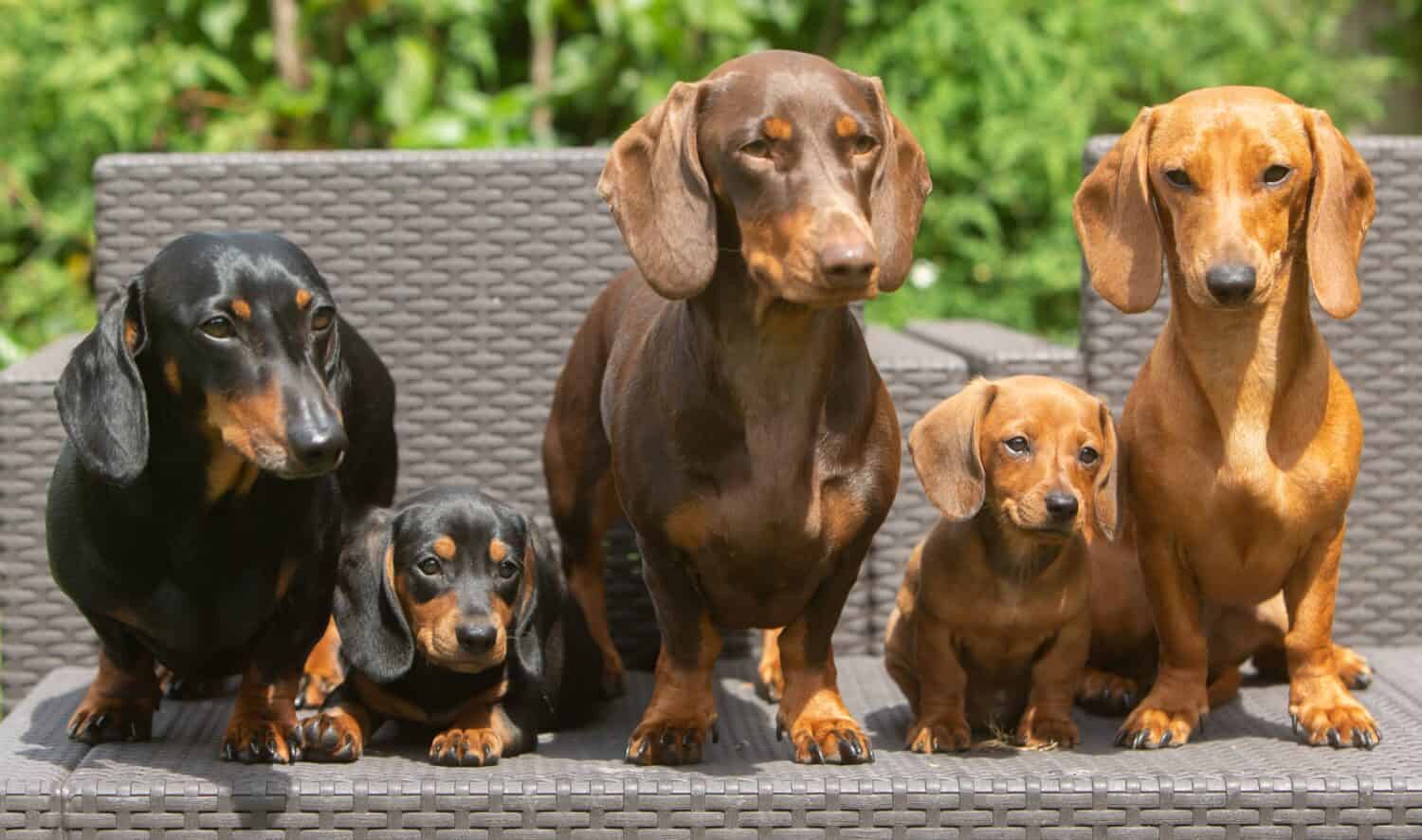 Cuccioli di bassotto e cani adulti