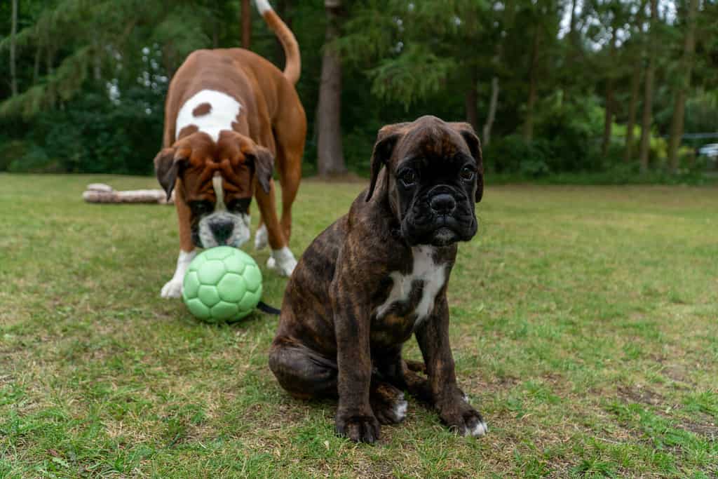 Carino cucciolo di pugile che gioca con il pugile adulto
