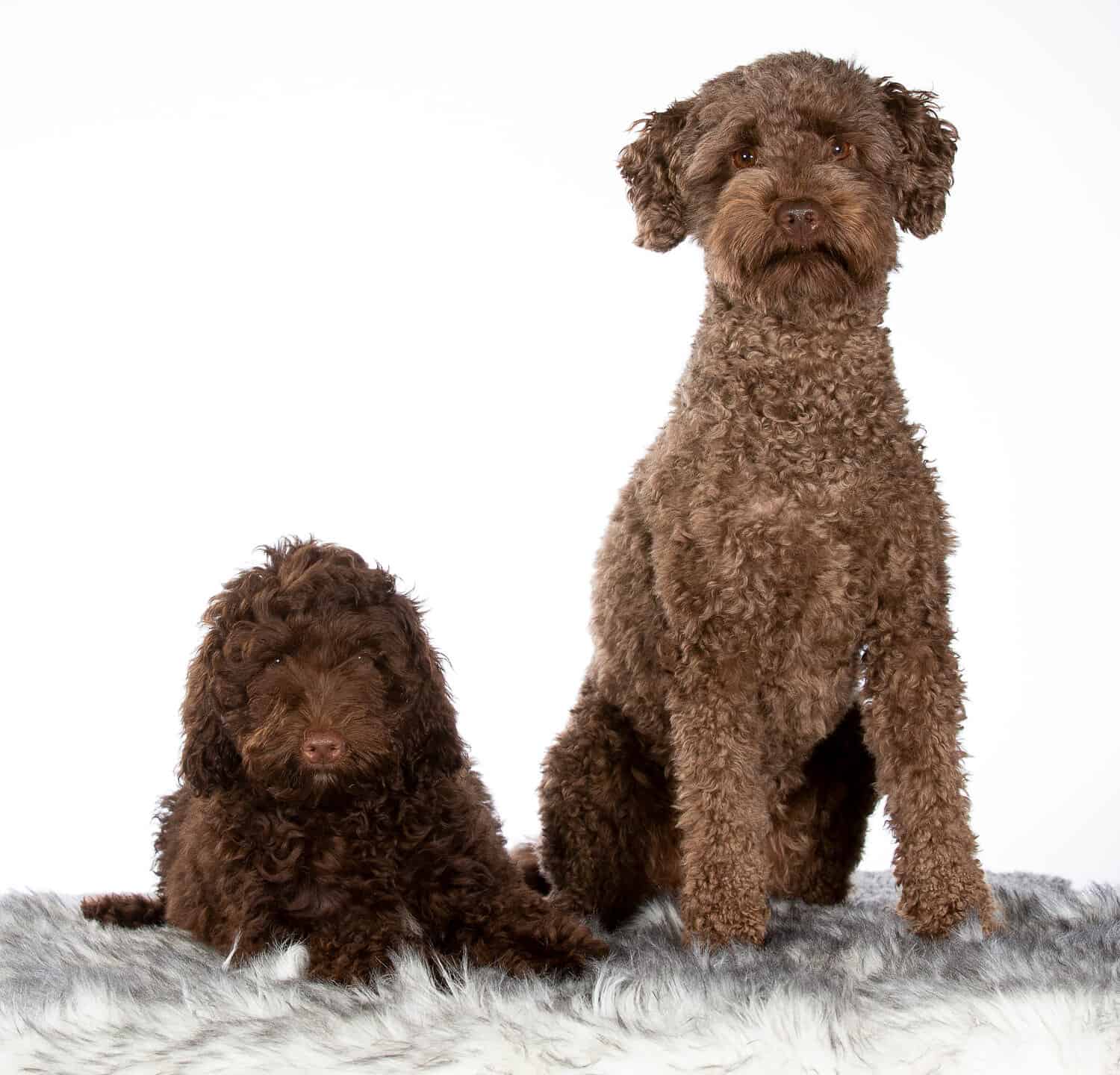 Due labradoodle australiani fianco a fianco.  Immagine scattata in studio con sfondo bianco.  Cucciolo e cane adulto.