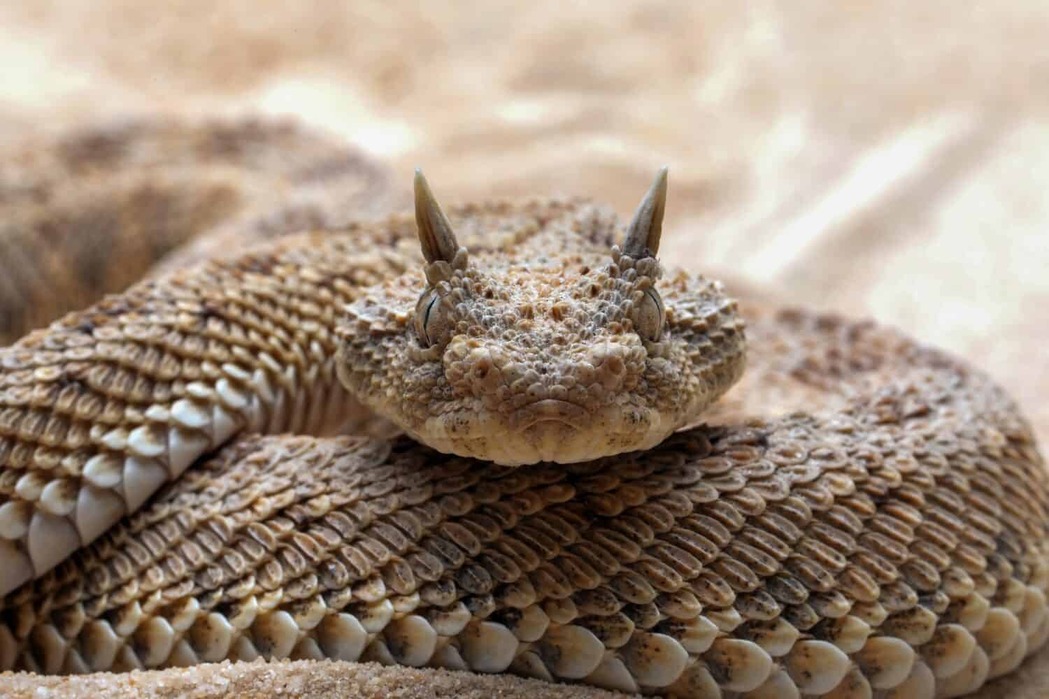 Cerastes cerastes comunemente noto come vipera cornuta sahariana o vipera cornuta del deserto, è una specie velenosa di vipera originaria dei deserti dell'Africa settentrionale.