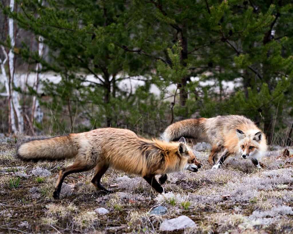 Coppia di volpe rossa che interagisce nella foresta con uno sfondo di alberi di abete rosso e un terreno di muschio bianco nel loro ambiente e habitat.  Immagine della volpe.  Immagine.  Ritratto.  Foto.