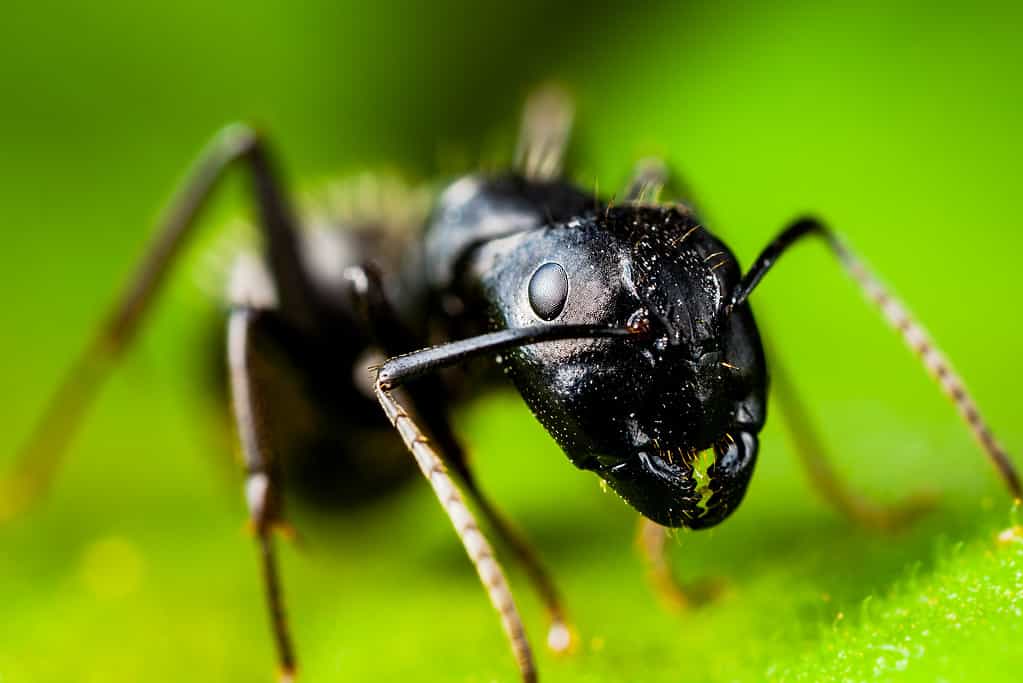 Formica carpentiere nera