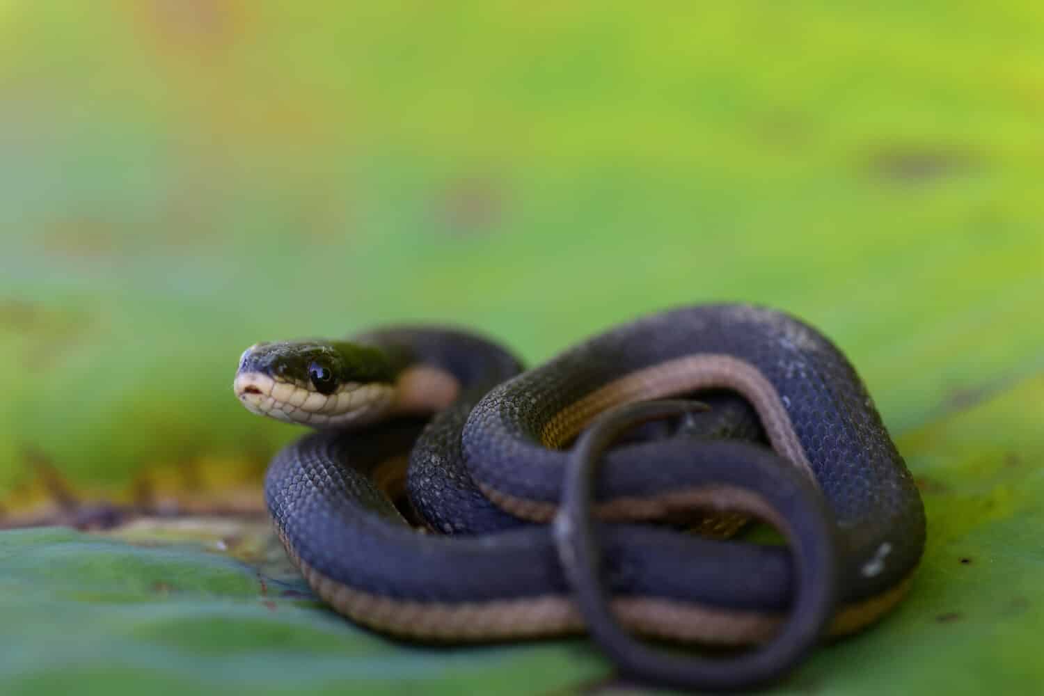 Un giovane serpente gambero di Graham.