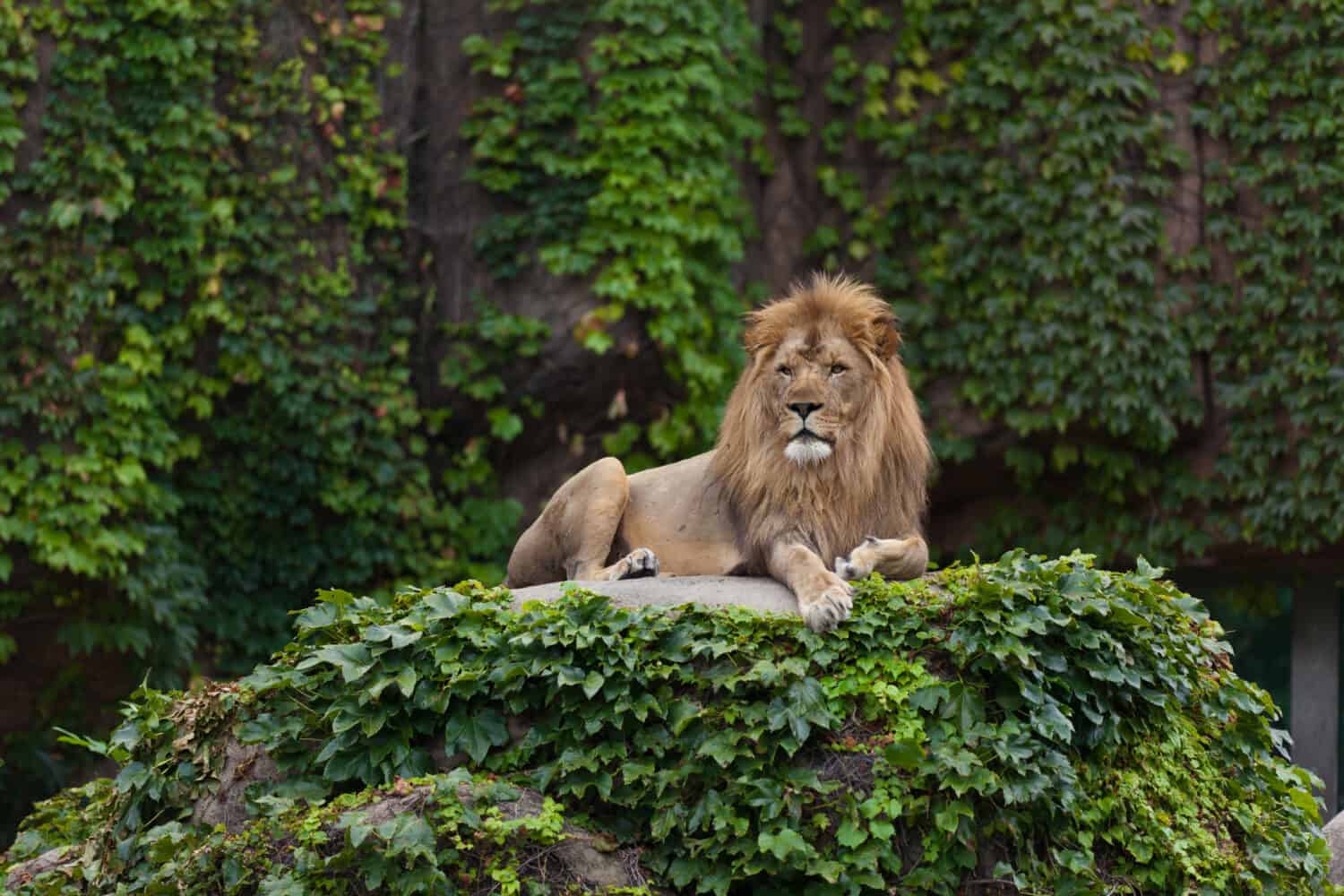 Leone maschio.  Parco Zoologico Lincoln.  Chicago, Illinois.