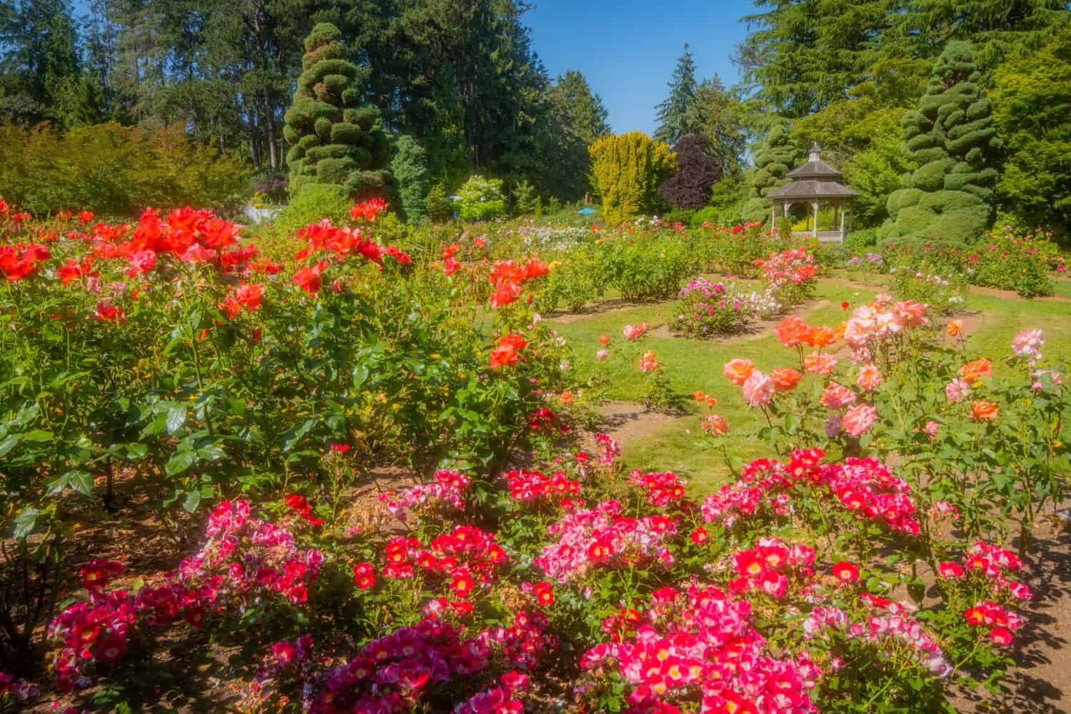 Bellissimi fiori di rose rosa nel giardino verde nella soleggiata giornata estiva. Mattina d'estate nel parco. Roseto del parco del bosco