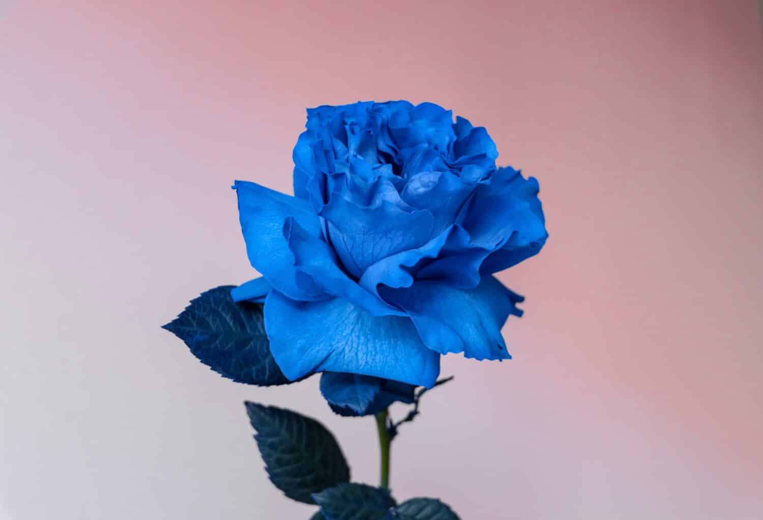 Primo piano rosa blu su sfondo rosa