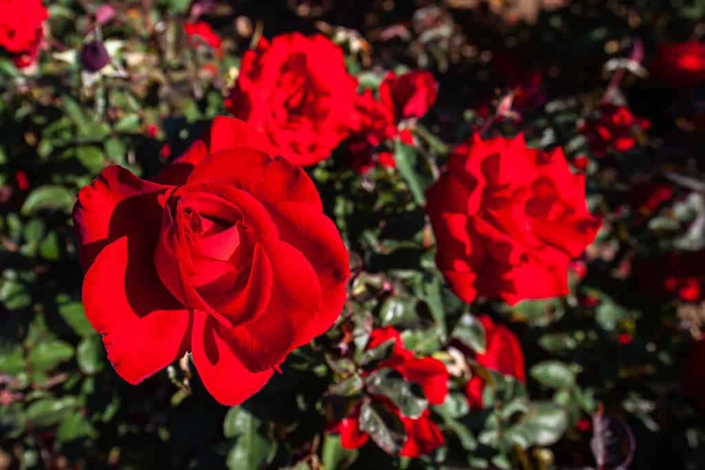 Oh mio!  fiore rosa nel campo.  Nome scientifico: Rosa 'Oh mio!'  Fiore in fiore Colore: rosso scuro,