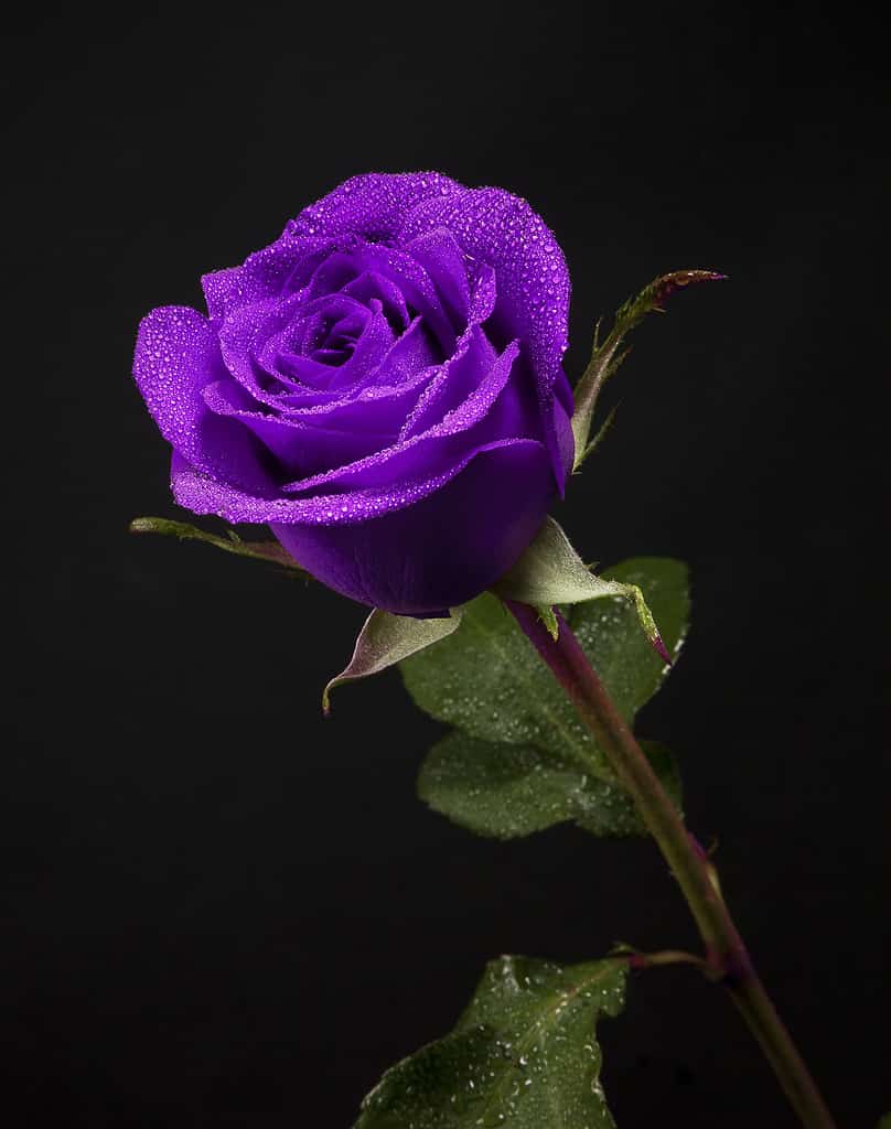 bella rosa viola in uno sfondo nero