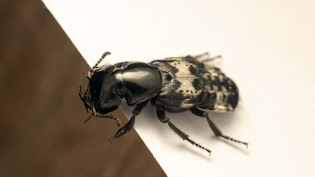 scarabeo peloso