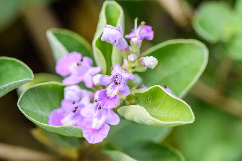 Vitex rotundifolia (casto a foglia tonda, vitex da spiaggia) ;  Un gambo colorato, costituito da foglie arrotondate, pagine superiori verdi e pagine inferiori argentate.  bouquet blu-violaceo, boccioli e sbocciano alla fine.