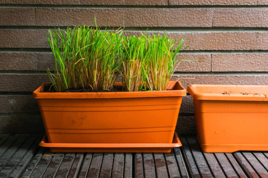 Erba di Citronella
