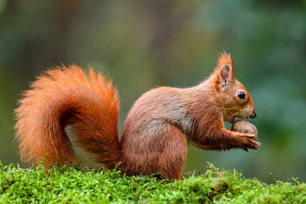 Uno scoiattolo rosso che mangia una noce su un tronco di muschio