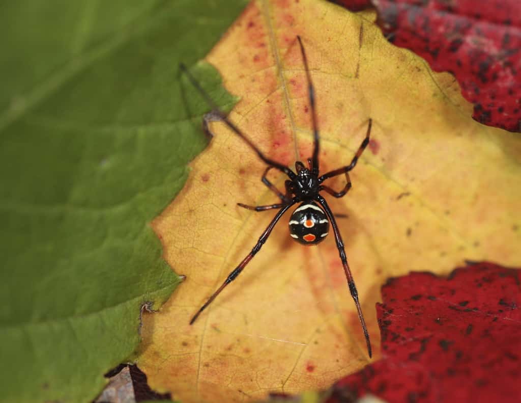 Vedova nera settentrionale, Latrodectus variolus