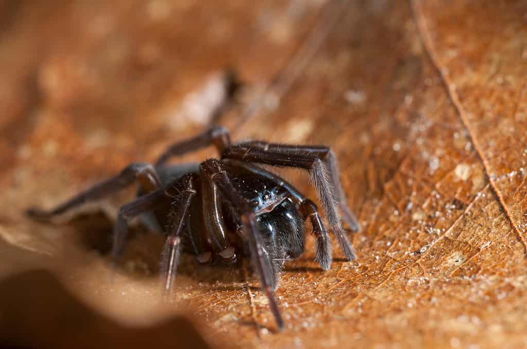Amaurobius ferox, ragno tessitore di merletti neri, si trova nel Connecticut