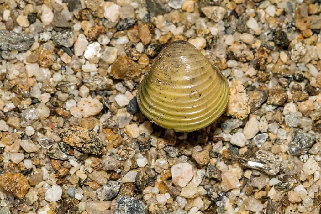 Vongola dorata d'acqua dolce - Vongola asiatica - Animali invasivi
