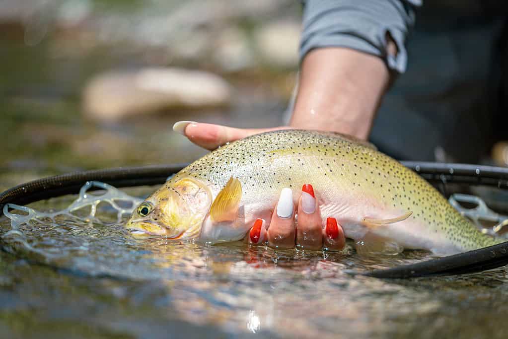Trota spietata del Rio Grande (Oncorhynchus clarkii virginalis) 