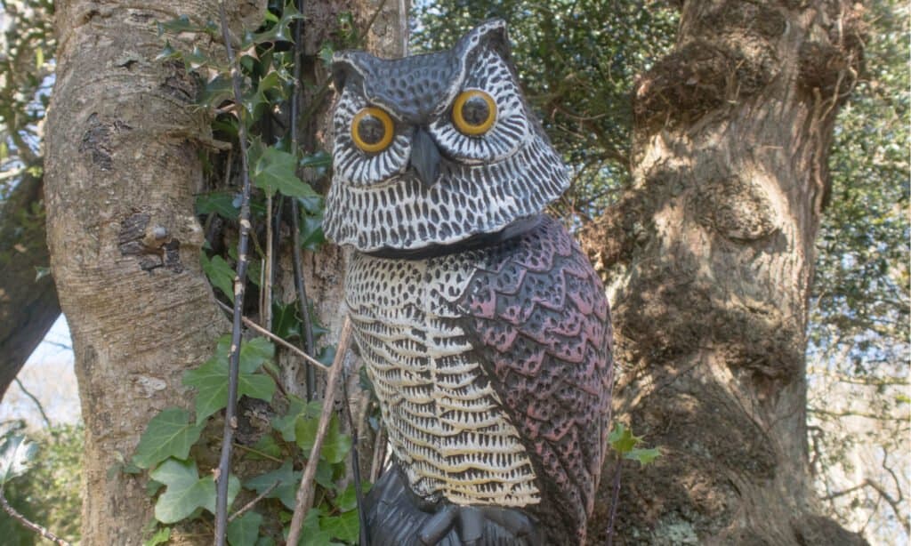 Esche per uccelli