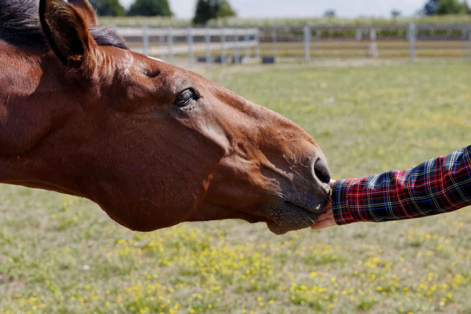 Mano della donna che tocca il naso della testa di cavallo fuori sulla zona del paddock. Amicizia umana e cavallo. Copia spazio.