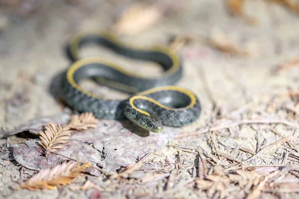serpente giarrettiera acquatico