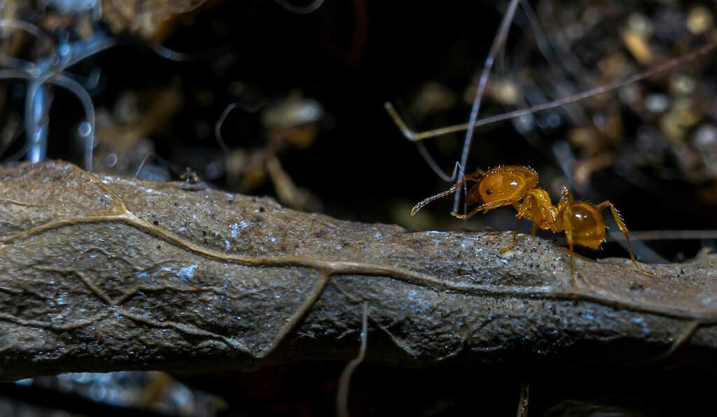Formica ladra