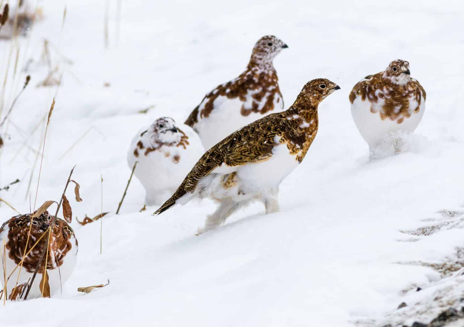 L'uccello di stato dell'Alaska, la pernice bianca del salice, nel Parco nazionale di Denali all'inizio dell'inverno nel mezzo della muta dall'estate al piumaggio invernale