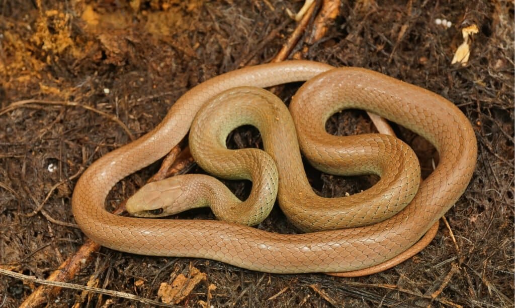 Primo piano su un corridore dal ventre giallo occidentale svernante, di colore pallido e arricciato, una sottospecie del corridore orientale.  Il serpente prende il nome dal suo ventre giallo.