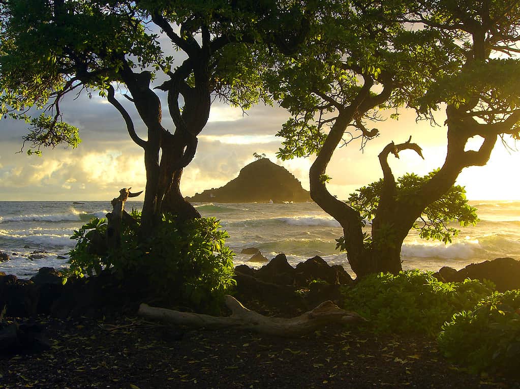 Bella alba hawaiana con isola e alberi sulla costa di Maui - foto a colori del paesaggio